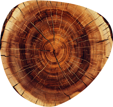 Timber harvest process diagram