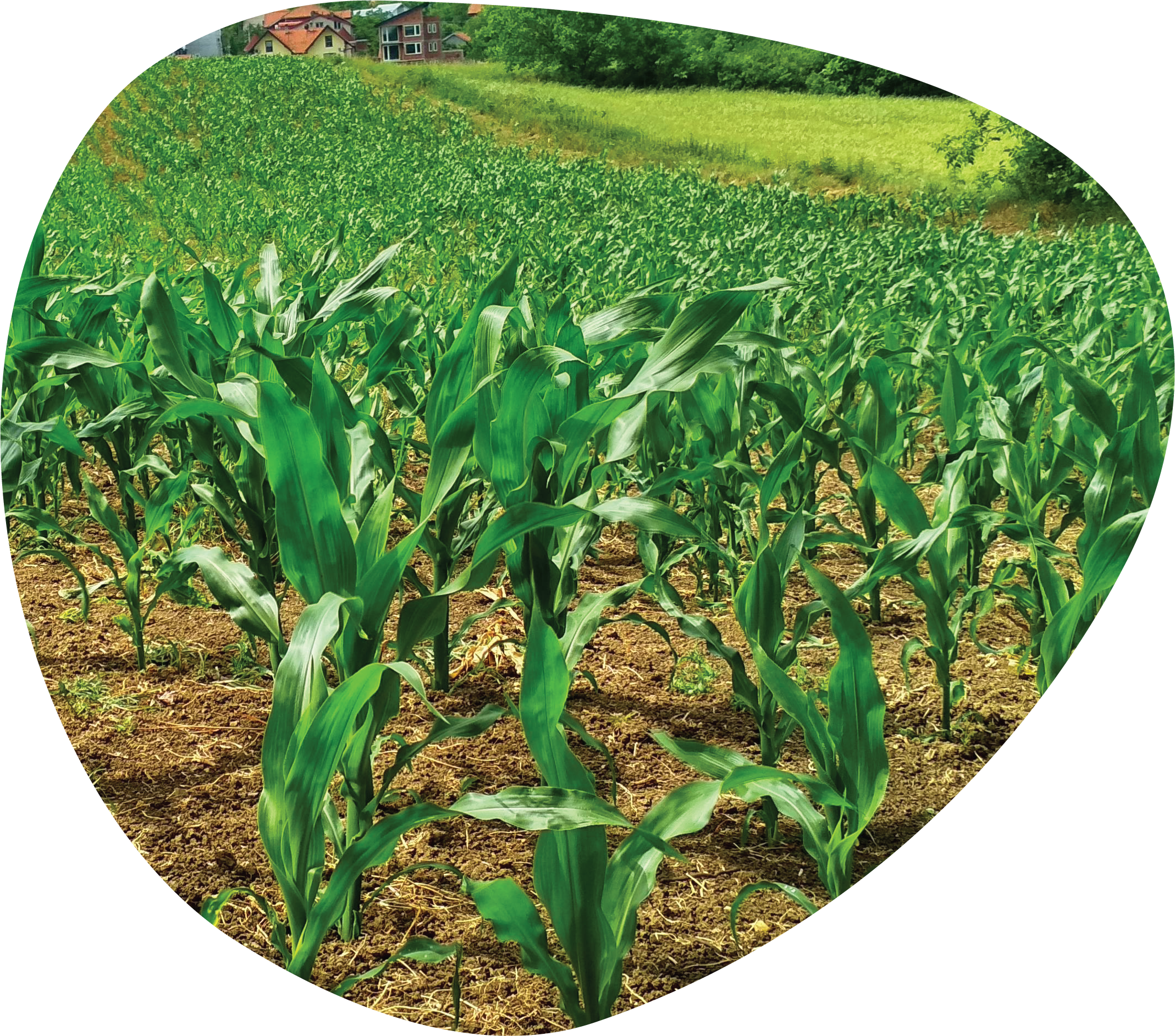 Regenerative agriculture graphic