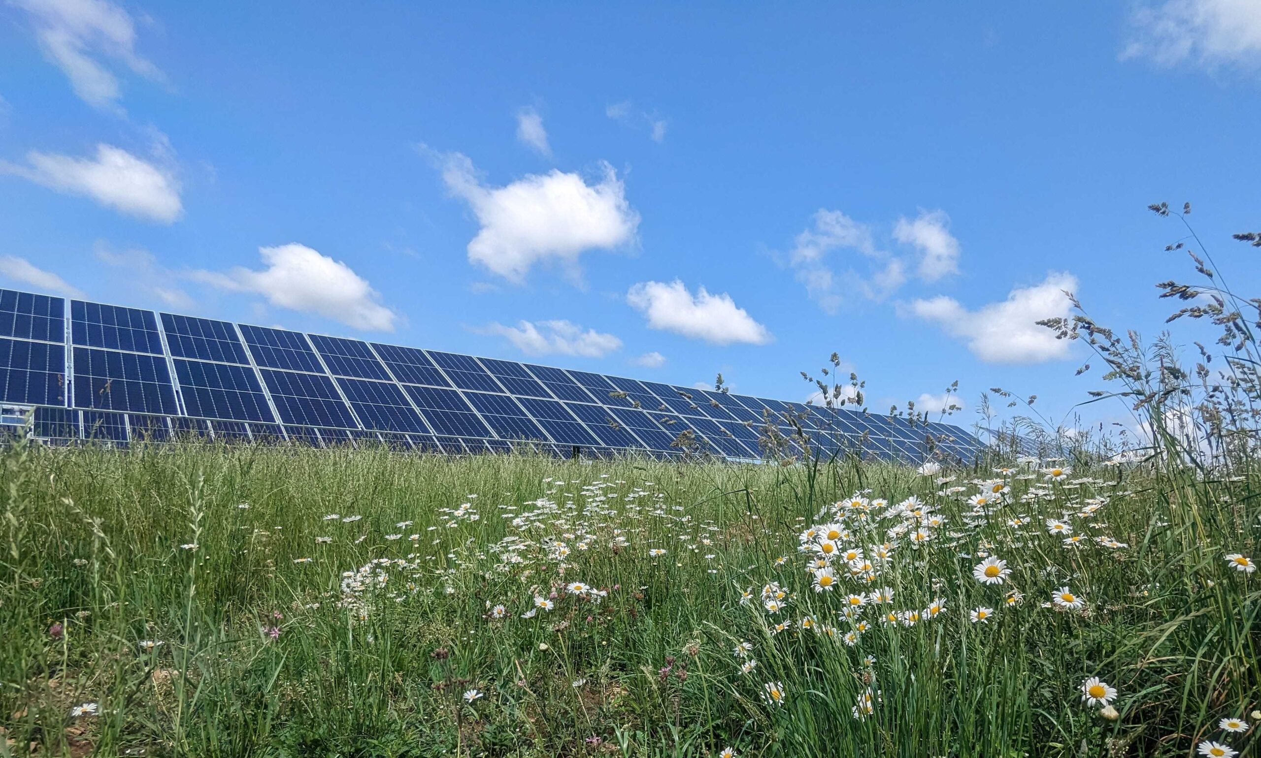 Solar panels amidst field