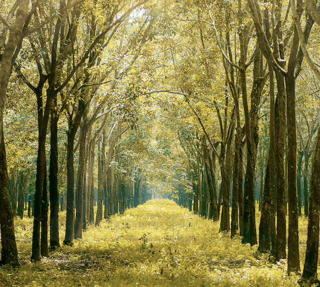 Comparing Payment Schedules Between Natural Capital Programs