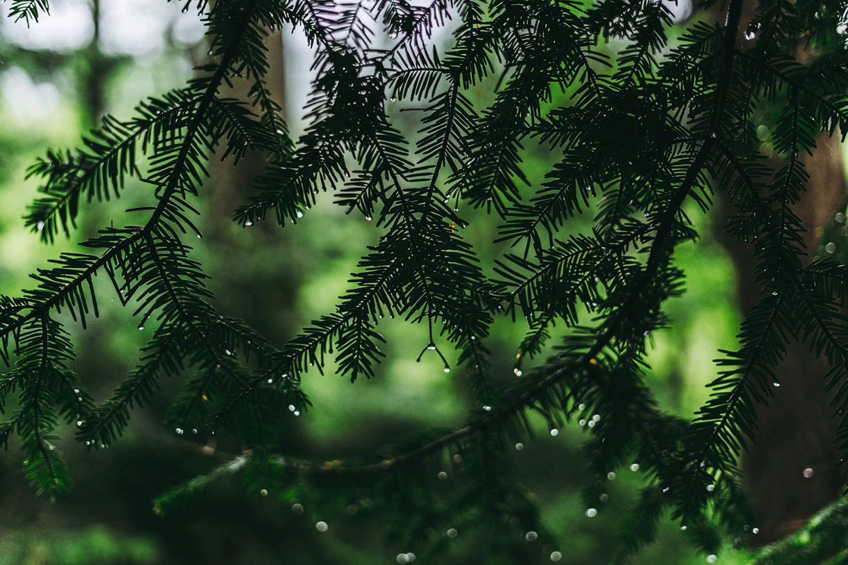Close up view of Douglas fir needles