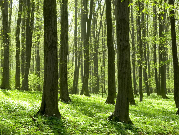 What is the process to develop a carbon project and sell carbon credits?