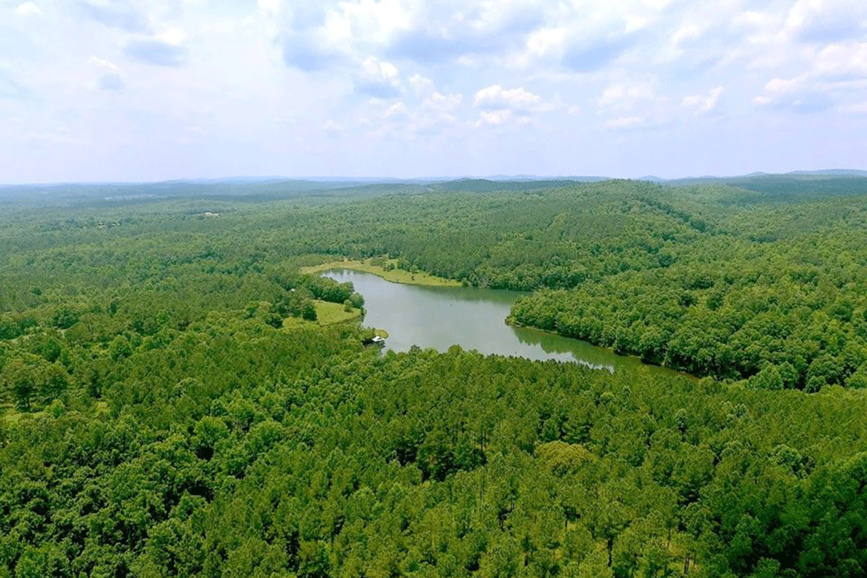Thick green forest surrounding a lake
