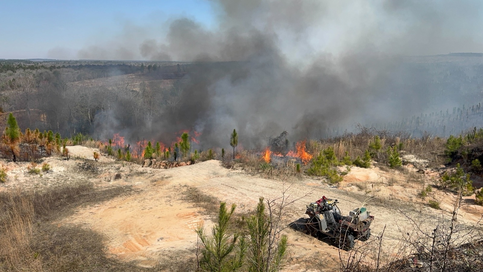 Active prescribed burn with flames visible across a pine stand