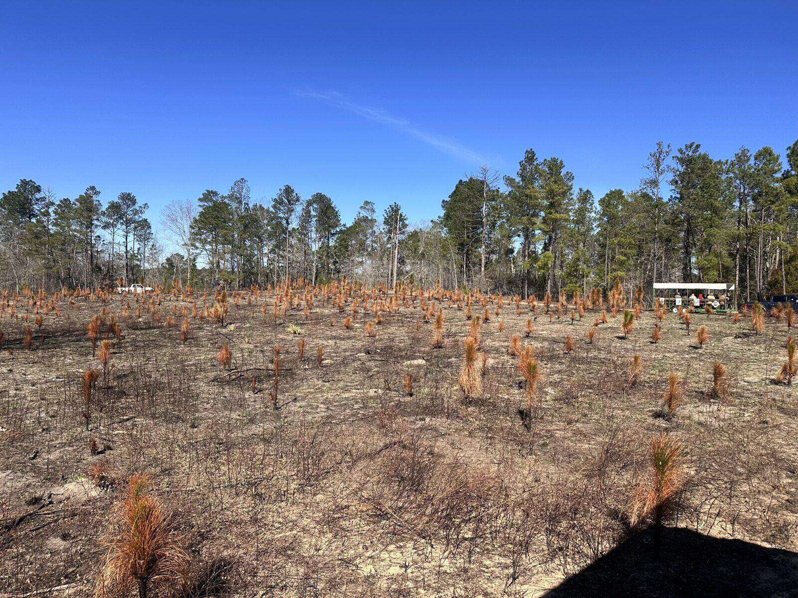 Longleaf pine seedlings after a prescribed burn under a clear blue sky