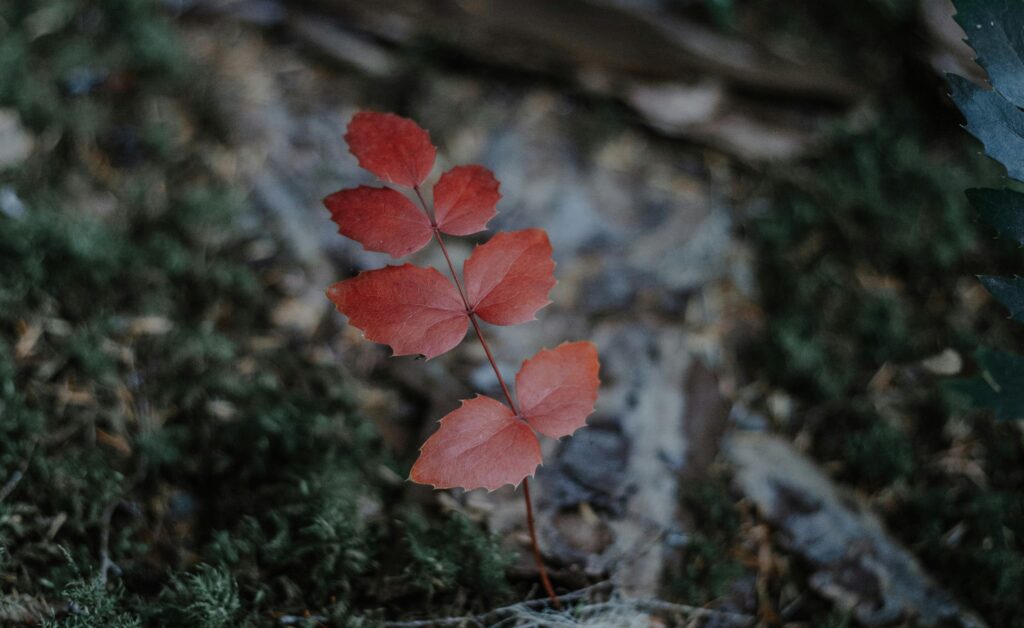 Tree Planting Programs