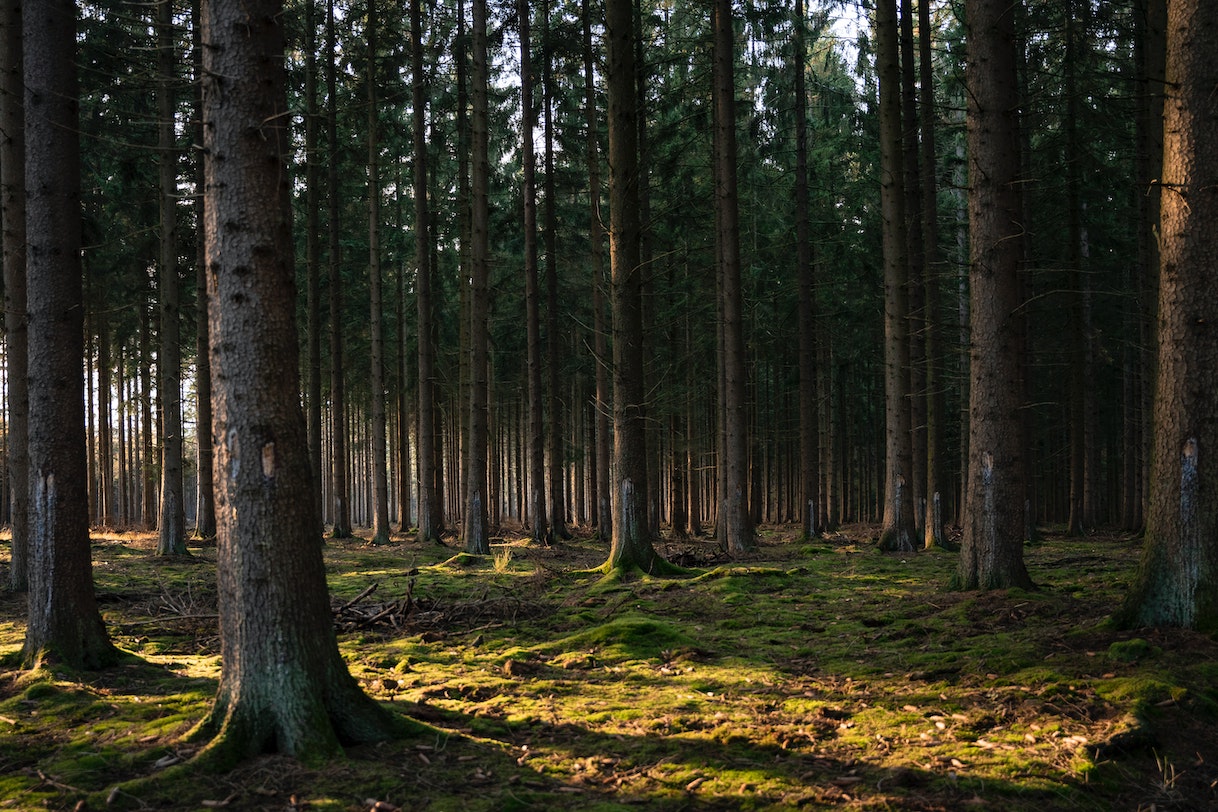 Sunlight peeks through the thick trunks of a mature forest