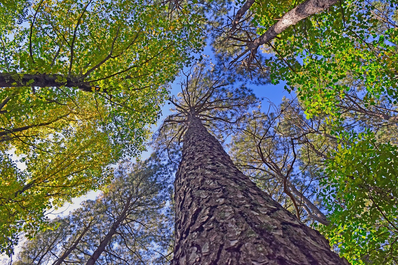 Looking up at tall pine and hardwood trees reaching toward a blue sky