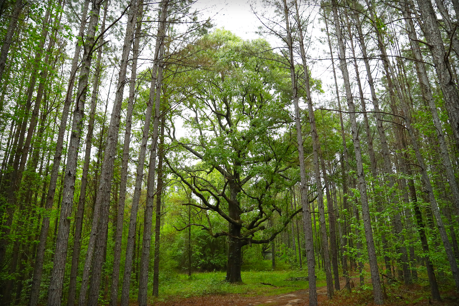 Measuring carbon to enroll in carbon projects