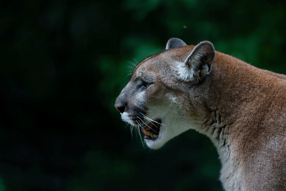 mountain lion roaring