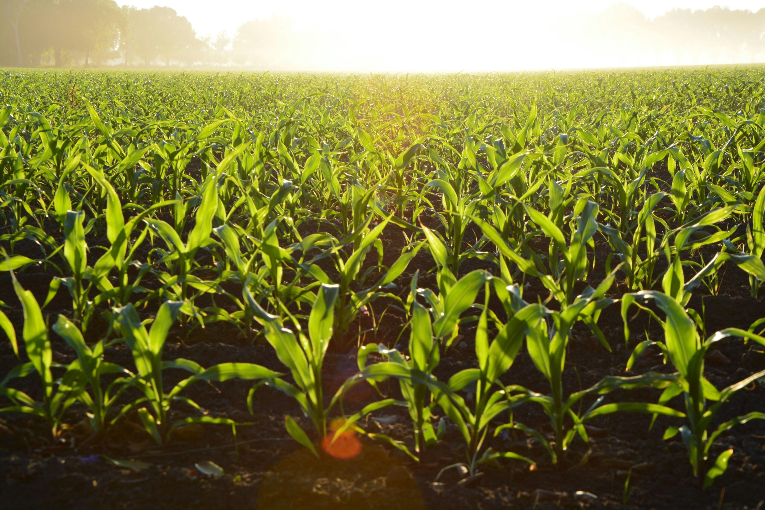 Vibrant cover crops growing in a regenerative agriculture field