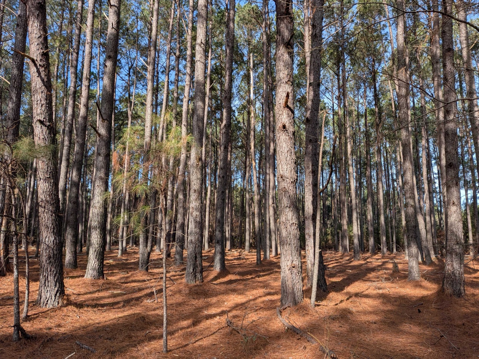 Mature loblolly pine plantation with tall straight trunks and pine straw ground cover