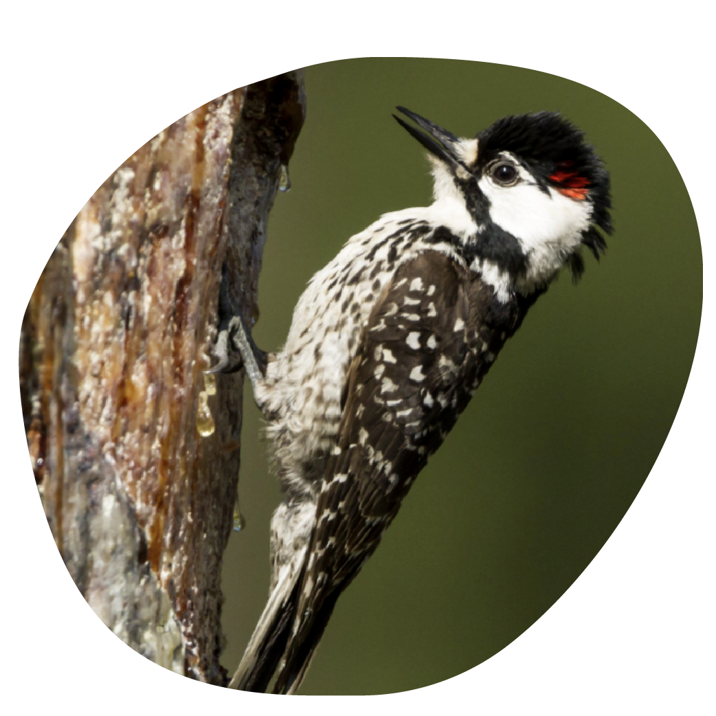 Recreation and outdoor activities on private land