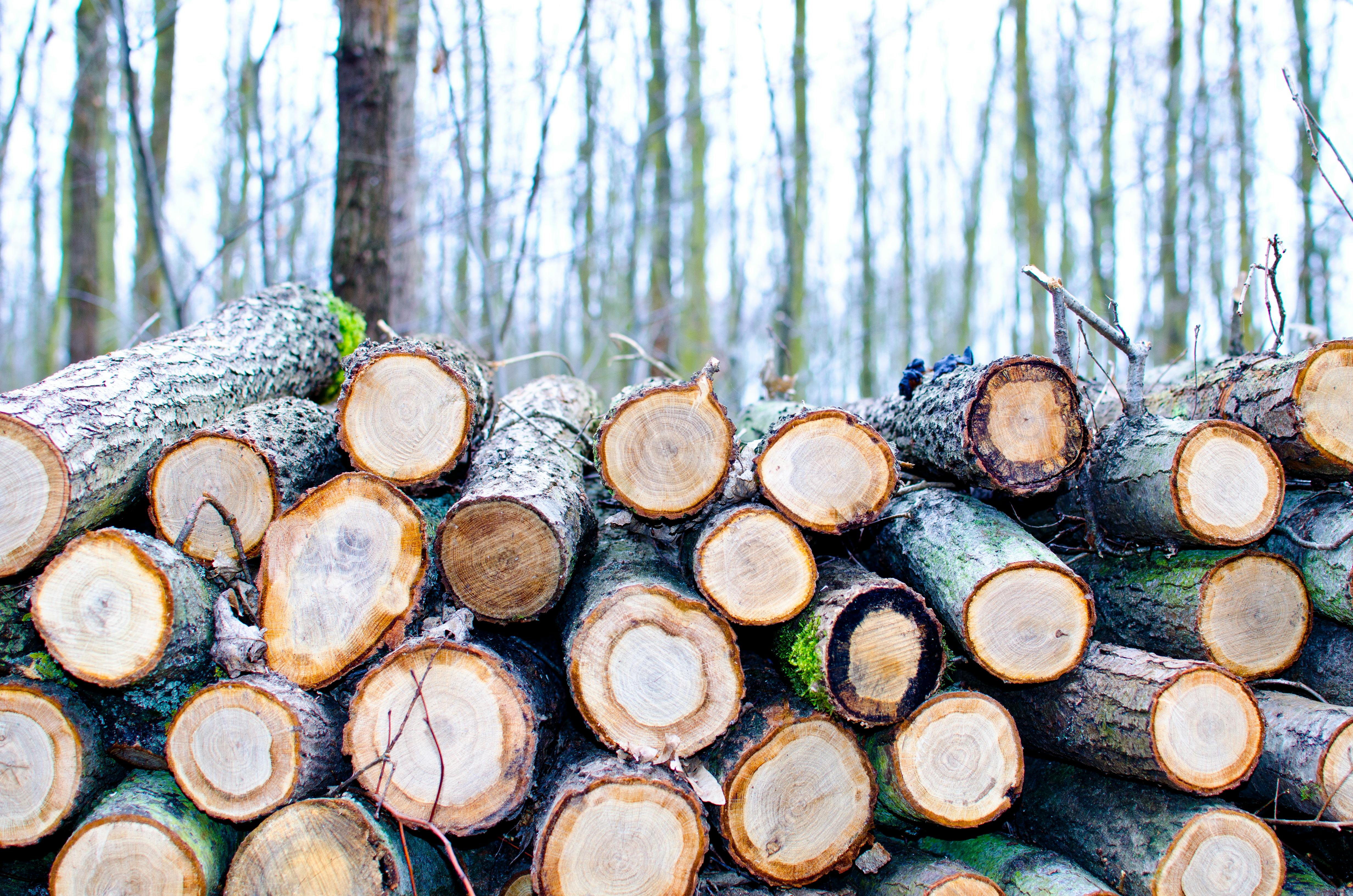 Stacked timber logs at a forest landing showing varying diameters from pulpwood to sawtimber